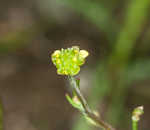 Low spearwort